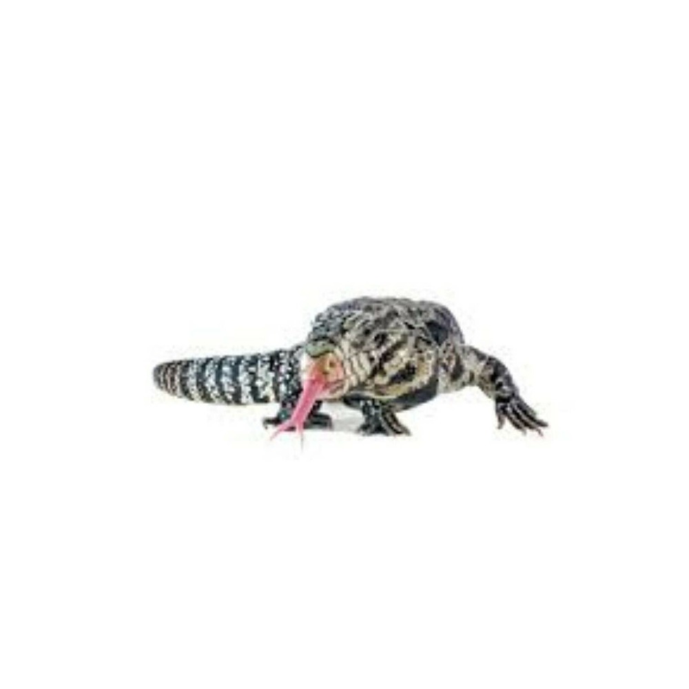 5 Tegu Lizard Blank Note Cards with Envelopes. Handmade.